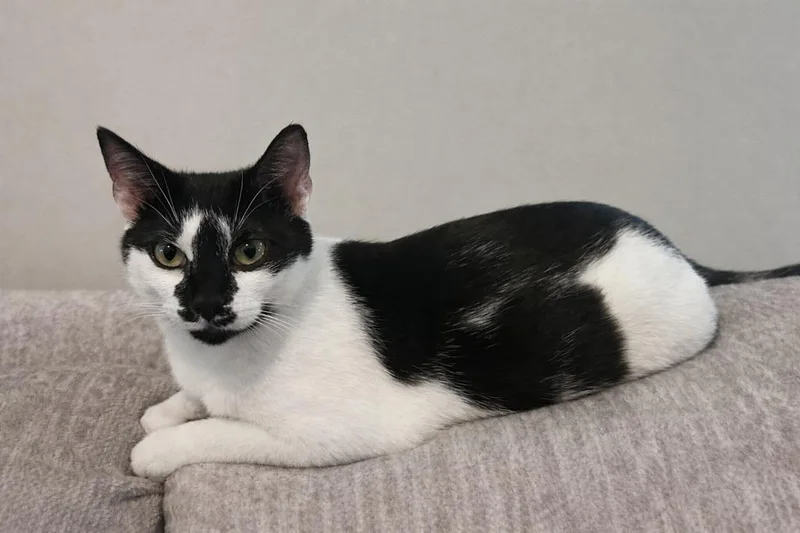 A young medium-sized female Domestic Short Hair cat named Cookie Dough for adoption in Youngsville, NC