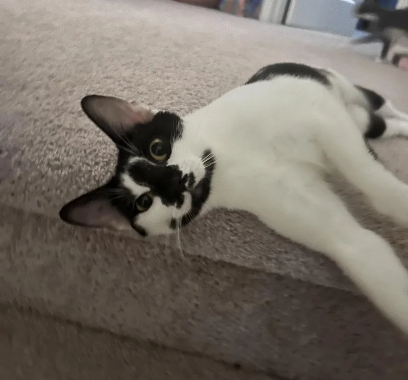 Cookie Dough thumbnail 2