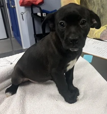 A baby medium-sized female Boxer dog named Calamari for adoption in Madison, NJ