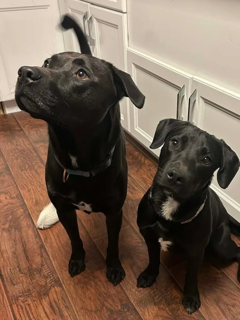 Mila  In Mt. thumbnail 2