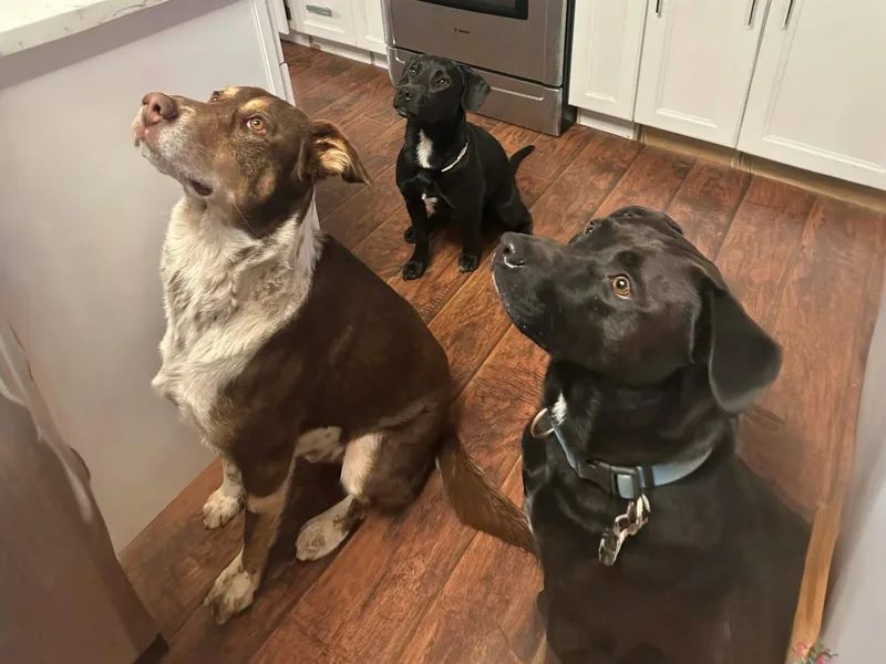 Mila  In Mt. thumbnail 4