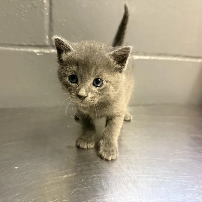 Tuscstray_____