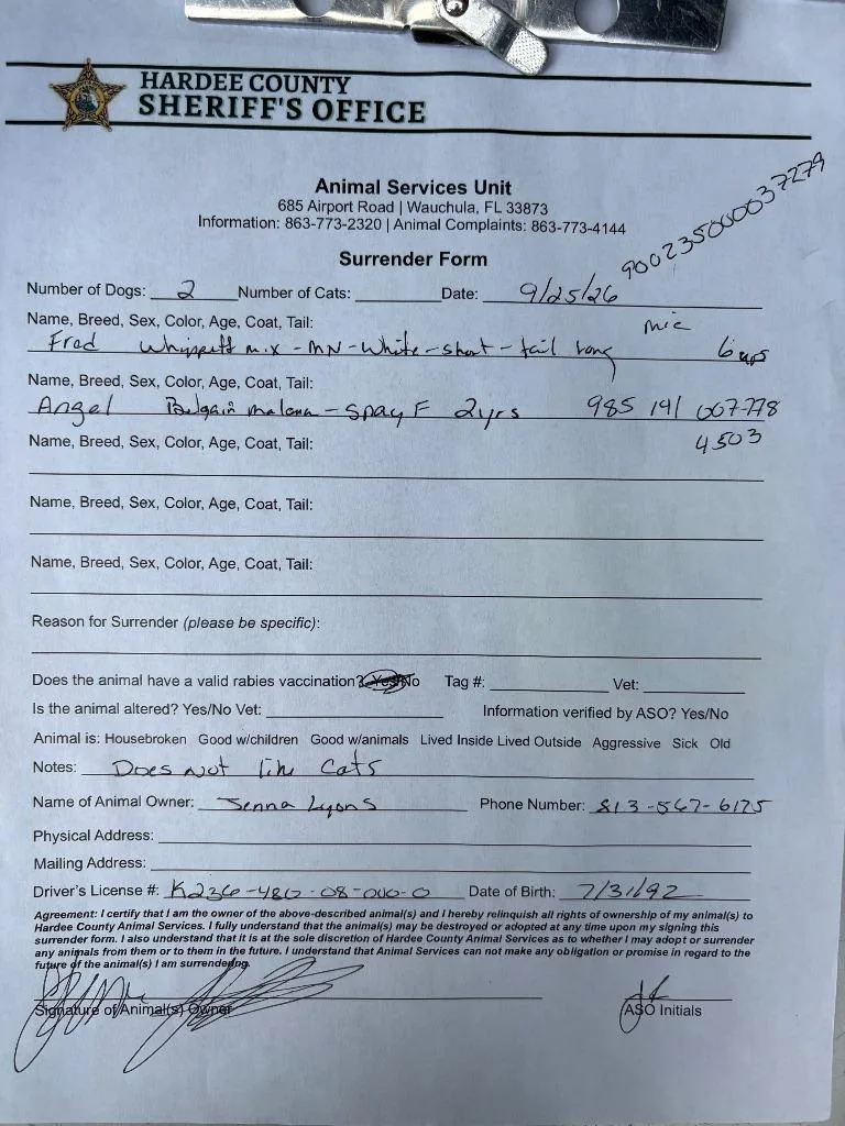 An adult medium-sized female Terrier dog named Angel for adoption in Wauchula, FL