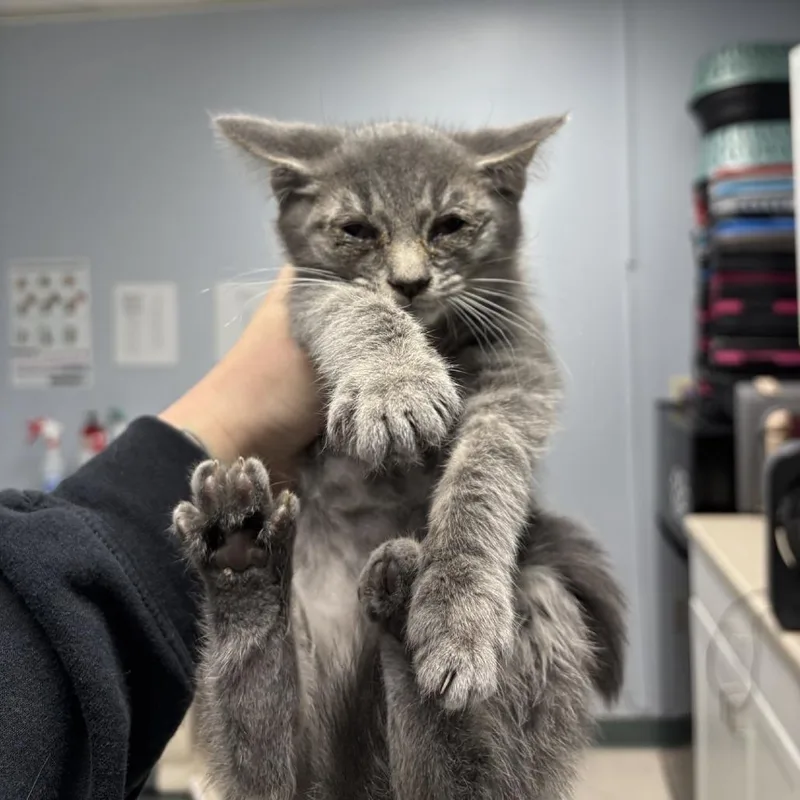 A baby small-sized male Domestic Short Hair cat named Plasma for adoption in Indianapolis, IN