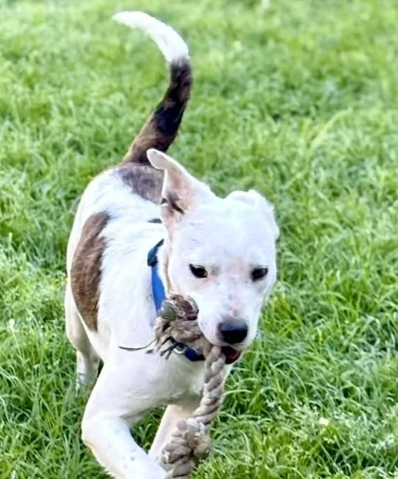 An adult medium-sized male American Bulldog dog named Bart for adoption in Syracuse, NY