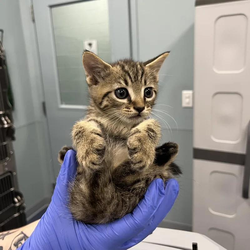 A baby small-sized male Brown / Chocolate Domestic Short Hair cat named Mulberry for adoption in Greensboro, NC