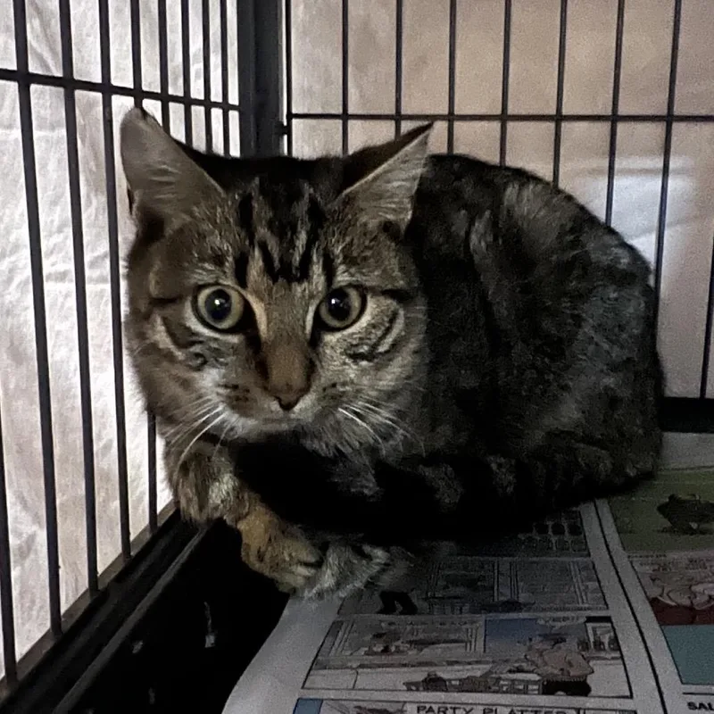 A young small-sized female Gray / Blue / Silver Domestic Short Hair cat named Maya for adoption in Waldorf, MD