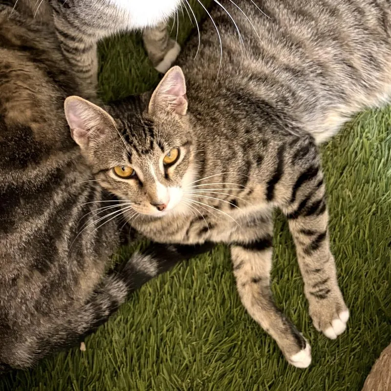 A baby medium-sized male Tabby (Brown / Chocolate) Domestic Short Hair cat named Atlas for adoption in Houston, TX