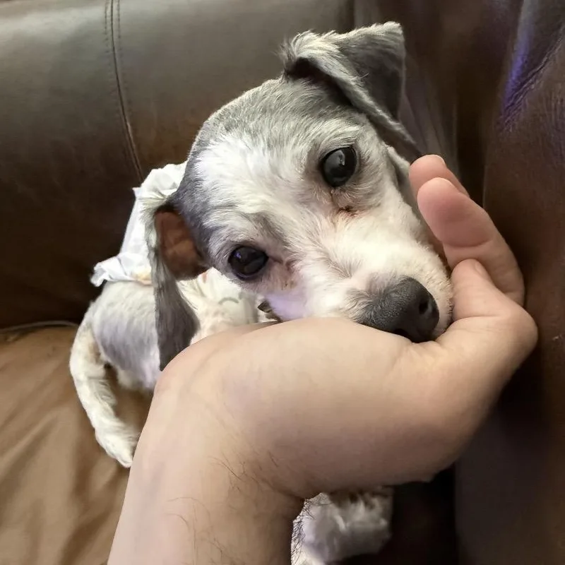 An adult small-sized male Schnauzer dog named Oreo Pooh for adoption in Philadelphia, PA