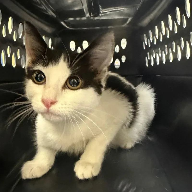 A baby small-sized female Black Domestic Short Hair cat named Lizseth for adoption in Galveston, TX