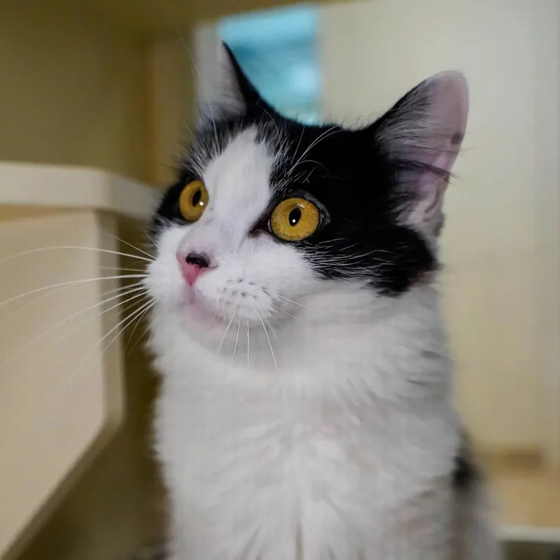 An adult medium-sized female Domestic Medium Hair cat named Harpo for adoption in Thomaston, ME
