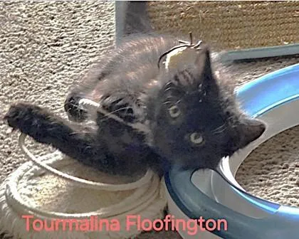 Tourmalina Floofington