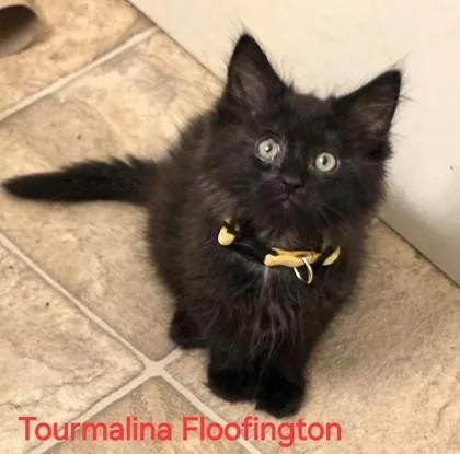 Tourmalina Floofington thumbnail 3