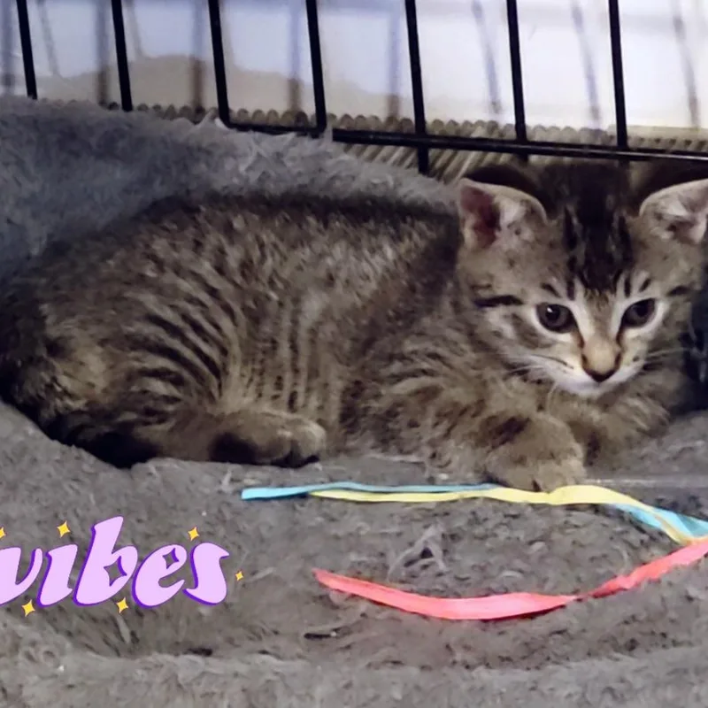 A baby small-sized female Tabby (Brown / Chocolate) Domestic Short Hair cat named Wendy Peppercorn for adoption in Hudsonville, MI