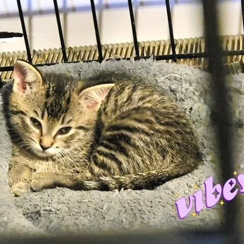 Wendy Peppercorn thumbnail 2