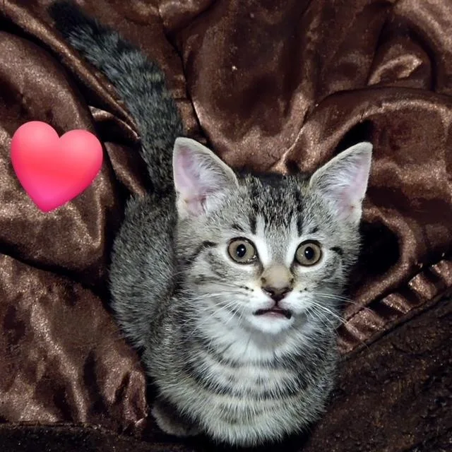 Wendy Peppercorn thumbnail 3