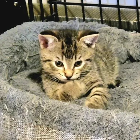Wendy Peppercorn thumbnail 4