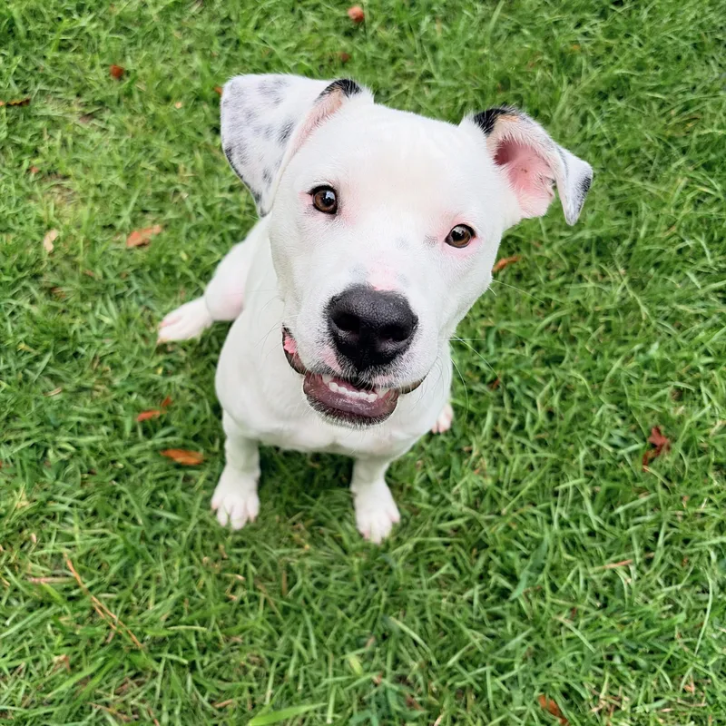 A baby medium-sized male White / Cream Mixed Breed dog named Armando for adoption in Carthage, NC