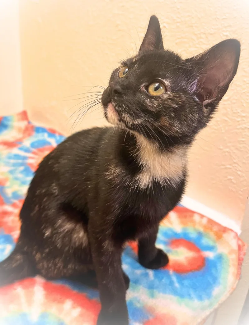 A baby small-sized male Black Tortoiseshell cat named Nebula a magical for adoption in The Dalles, OR