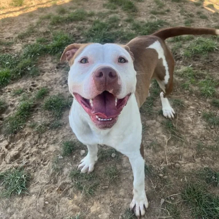 Canela