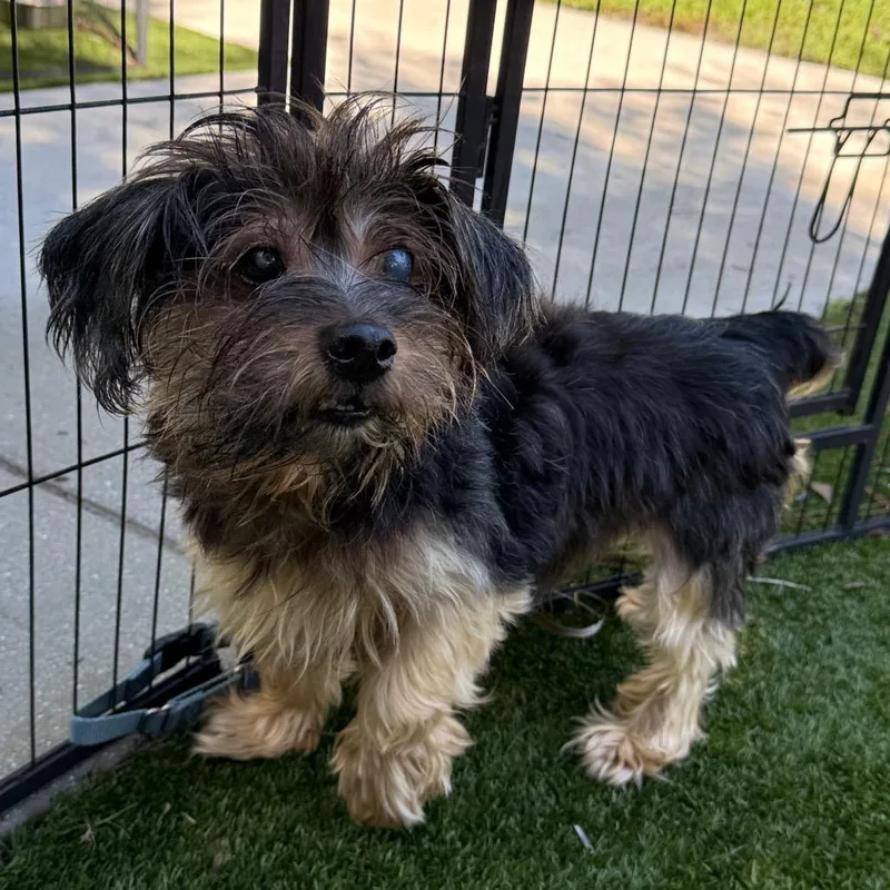 A senior small-sized male Yorkshire Terrier dog named Mason for adoption in LOXAHATCHEE, FL