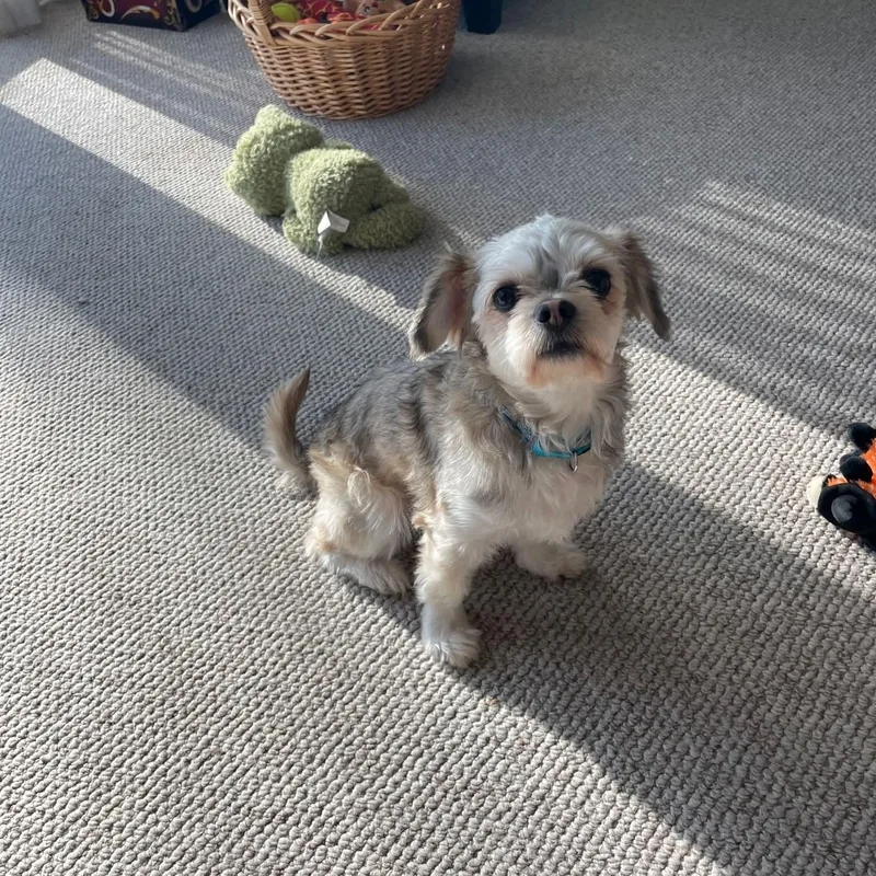 Sydney    thumbnail 5