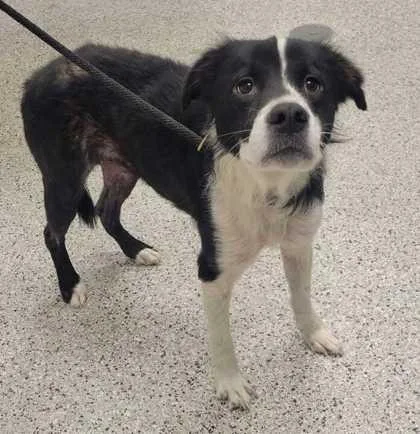 An adult medium-sized male Black Mixed Breed dog named Cal Bradford for adoption in Kansas City, MO