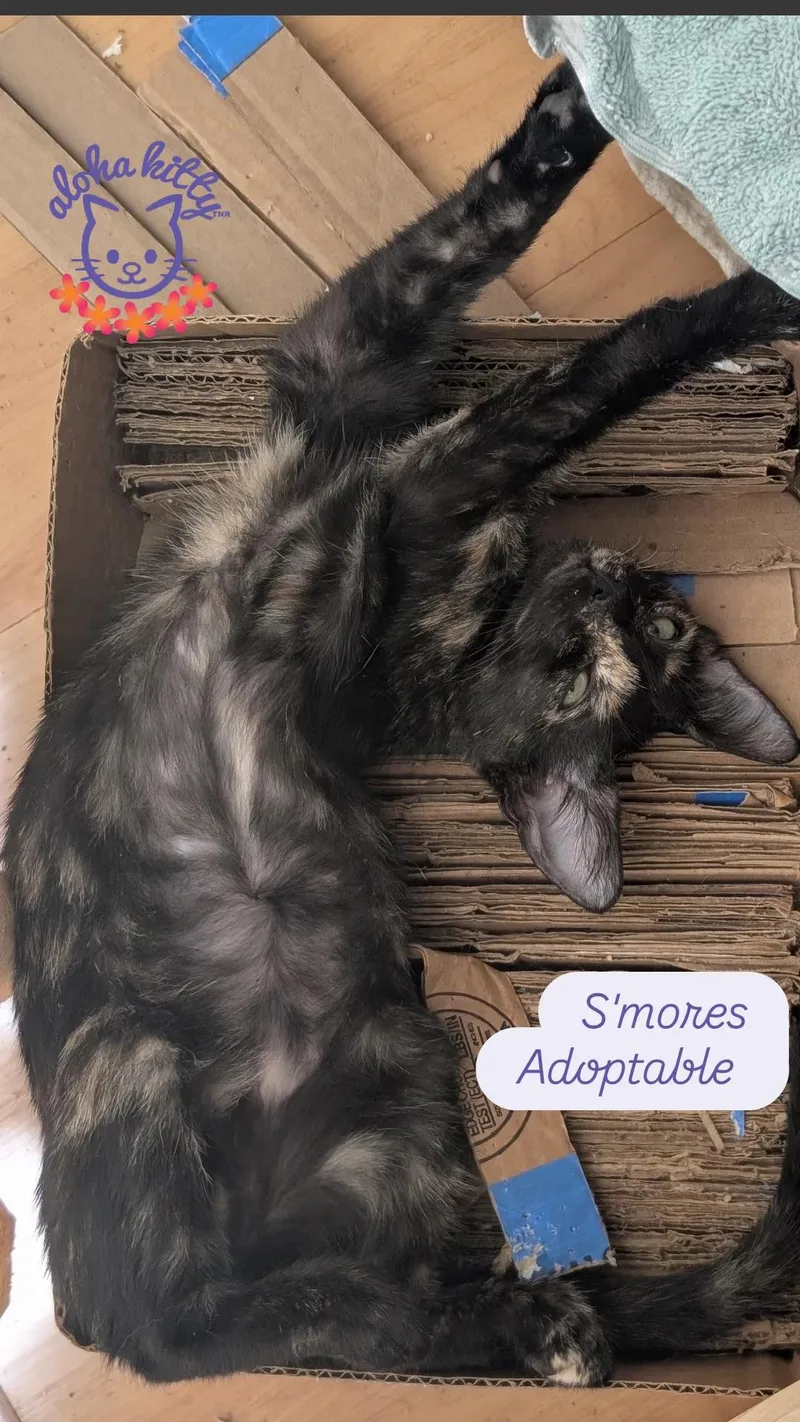 A baby medium-sized female Black Domestic Short Hair cat named S'mores for adoption in Honolulu, HI