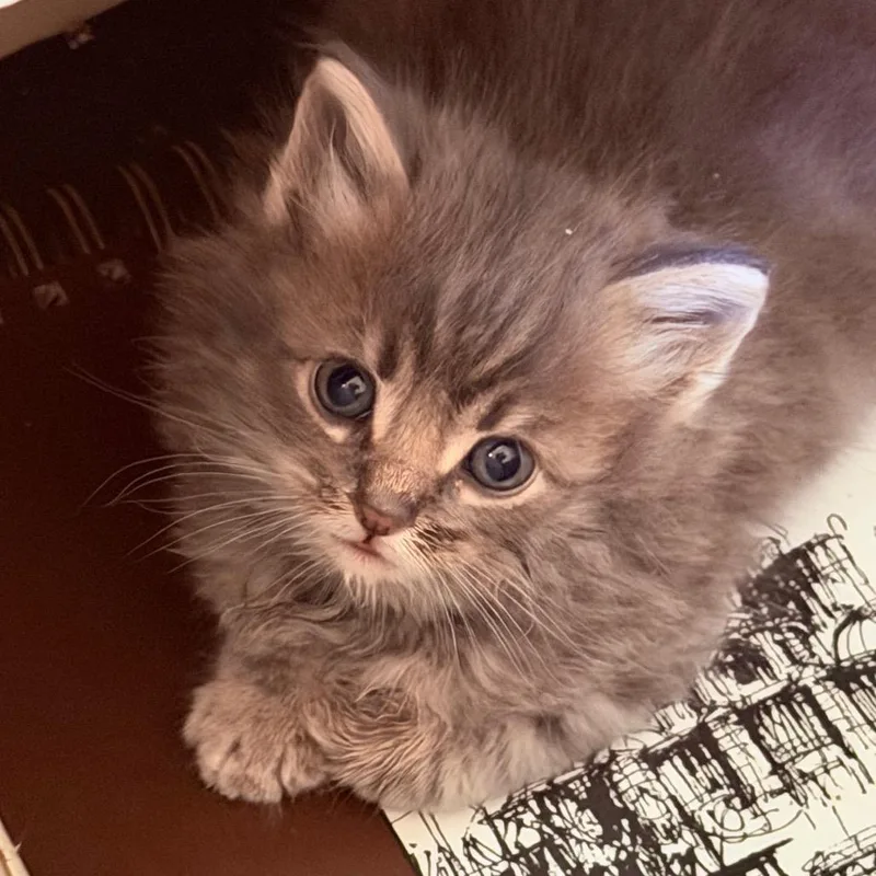 A baby small-sized male Gray / Blue / Silver Domestic Long Hair cat named Simba for adoption in Tustin, CA