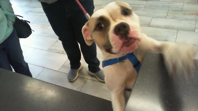 A young large-sized female Boxer dog named A for adoption in Charlotte, NC