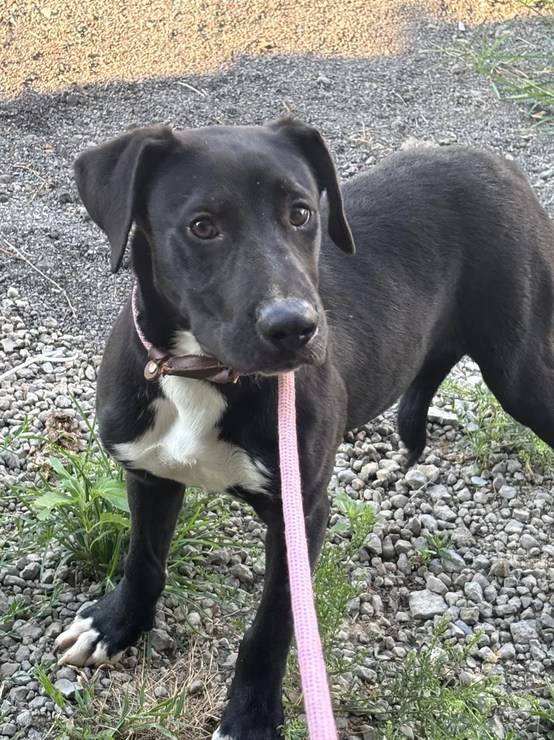 A young medium-sized male Black Labrador Retriever dog named Fred for adoption in Jackson, TN