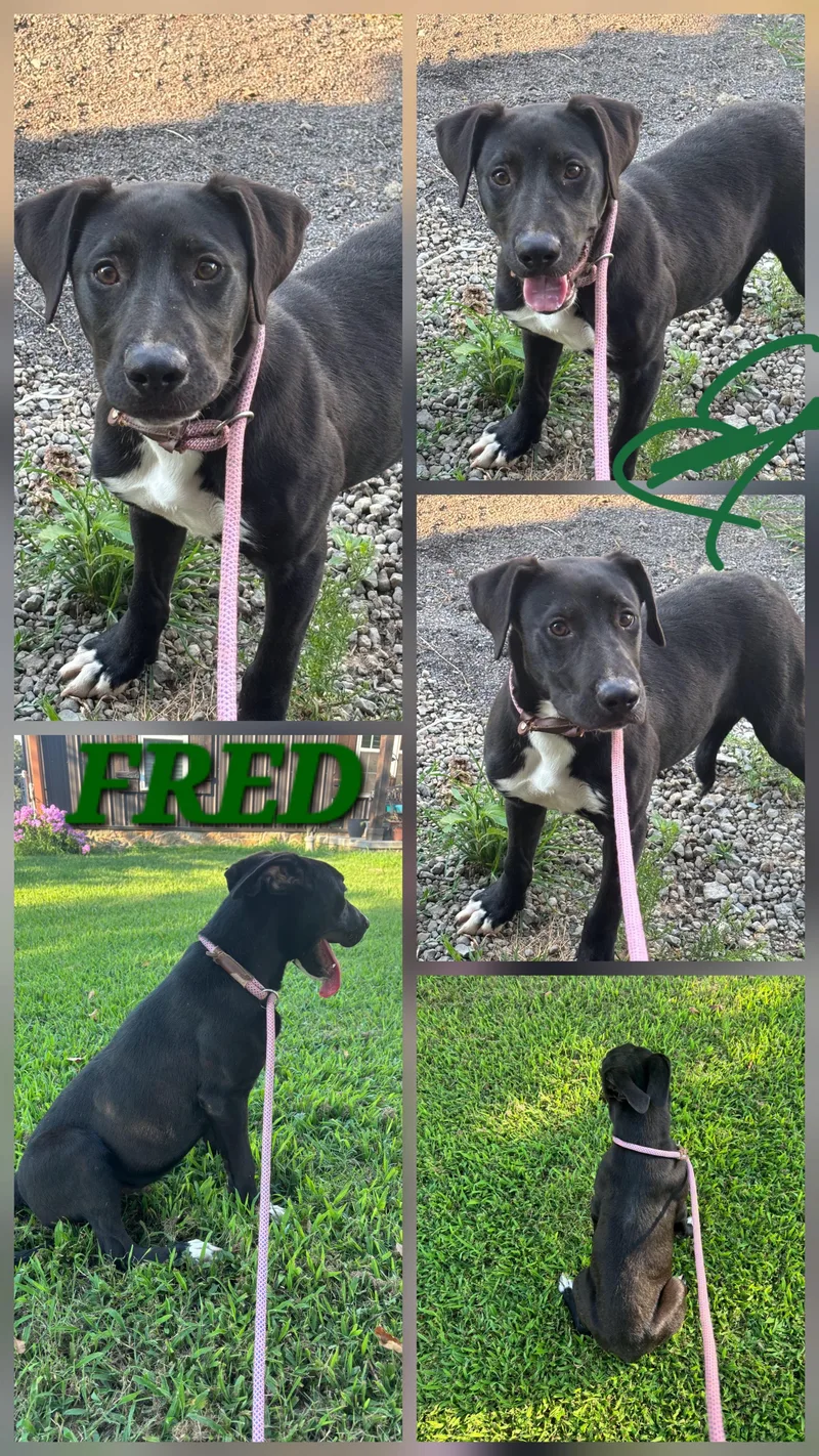 Fred thumbnail 2
