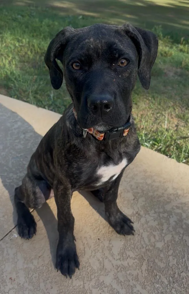 A baby extra large-sized female Presa Canario dog named “beegee”  Big Girl for adoption in Forsyth, GA
