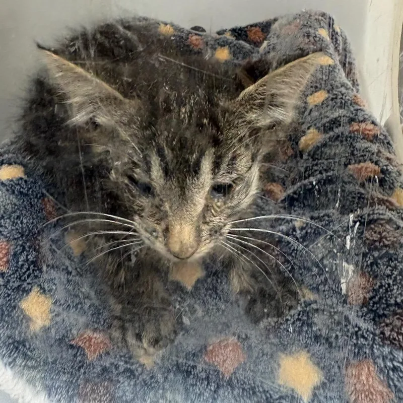 A baby small-sized male Gray / Blue / Silver Domestic Short Hair cat named Benny for adoption in Columbus, GA