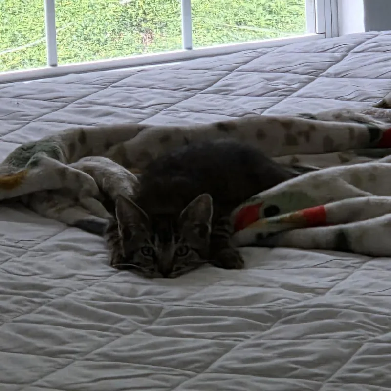 Benny thumbnail 2
