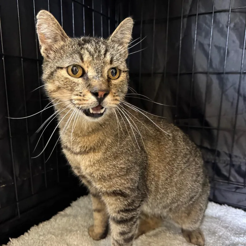An adult medium-sized male Black American Shorthair cat named Hurley for adoption in Fredericksburg, TX