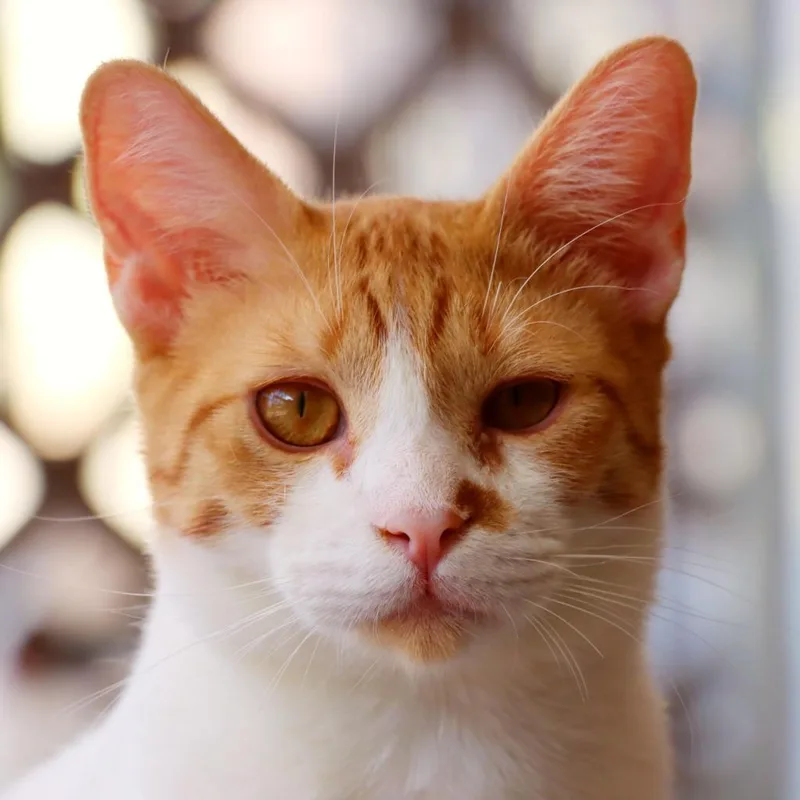 Jackie Chan thumbnail 2