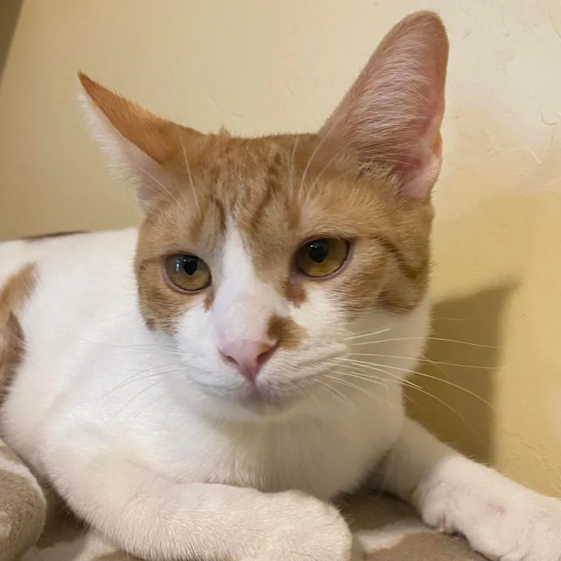 Jackie Chan thumbnail 4