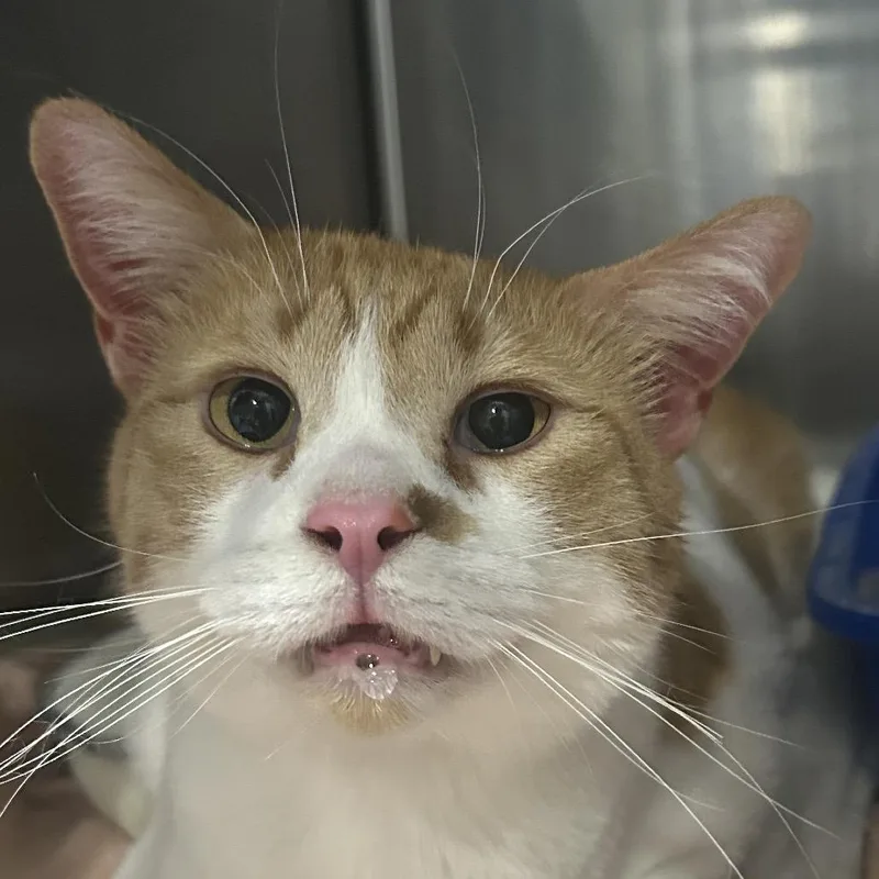 Jackie Chan thumbnail 6