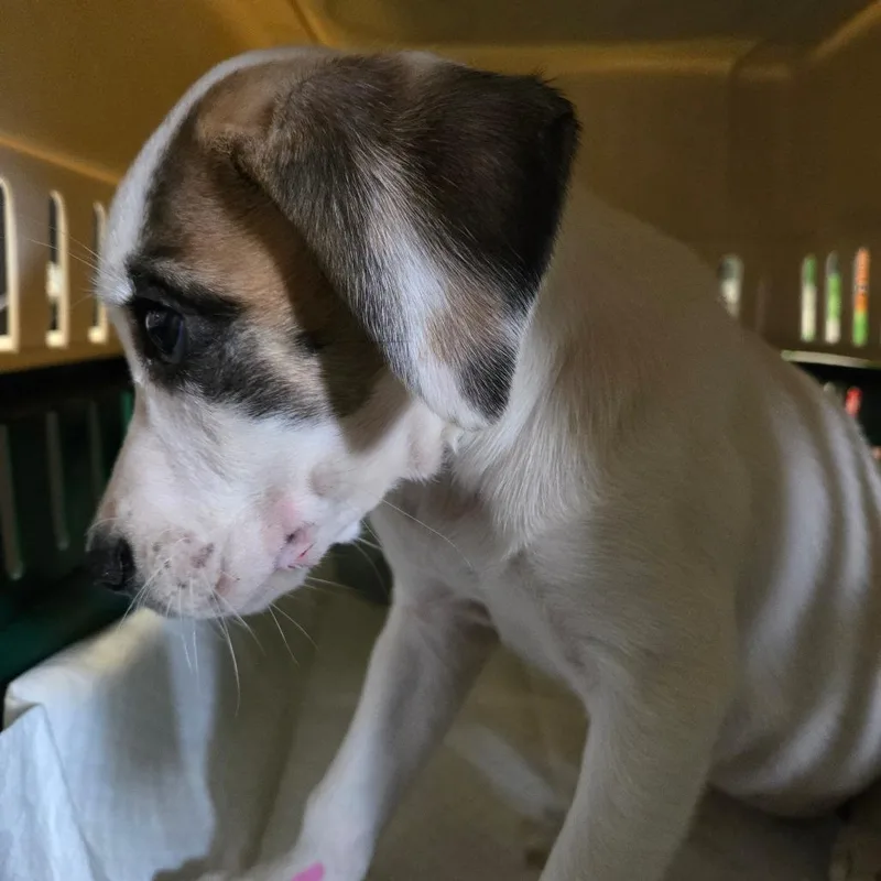 A baby small-sized female White / Cream English Pointer dog named Maple Syrup for adoption in Austin, TX