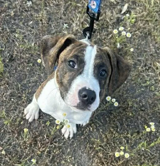 A baby medium-sized female Brindle Hound dog named Jolene for adoption in Bethlehem, PA