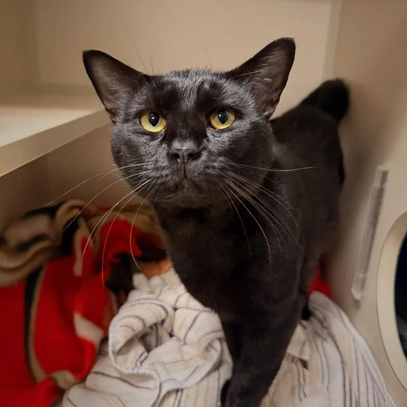 An adult large-sized male Domestic Short Hair cat named Yamaha for adoption in Fredericksburg, VA