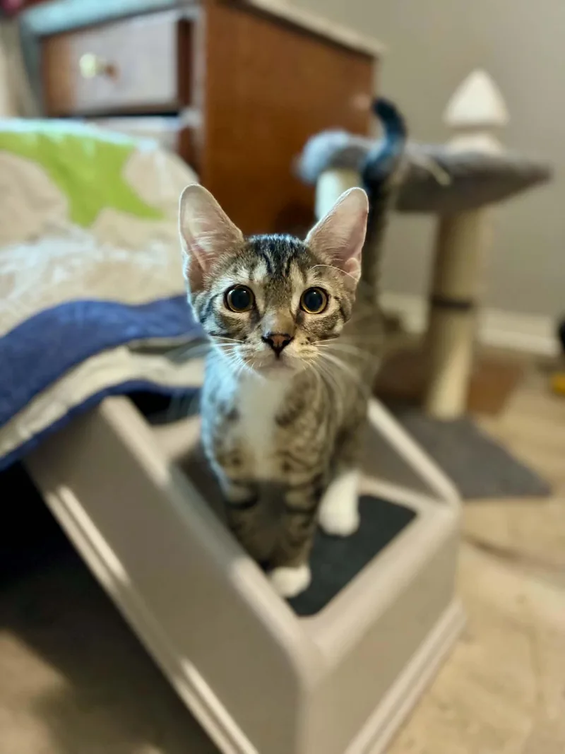A baby medium-sized male American Shorthair cat named Beaver for adoption in Gulfport, MS