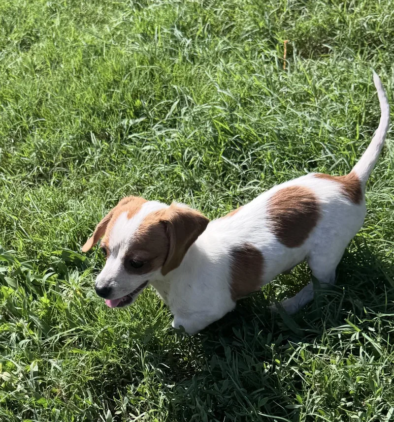 Macy chiweenie thumbnail 2