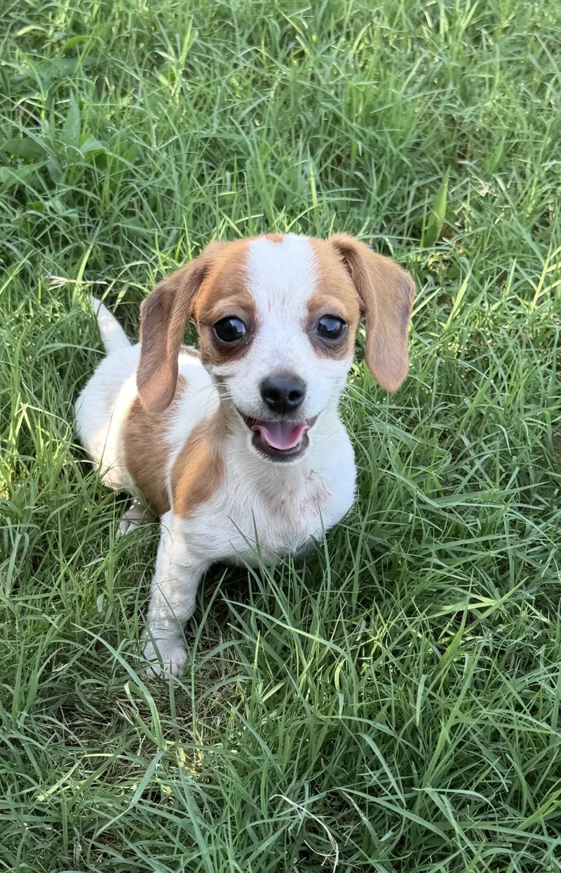 Macy chiweenie thumbnail 3