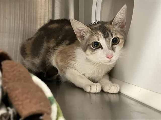 A young small-sized female Domestic Short Hair cat named Lovebug for adoption in Tustin, CA
