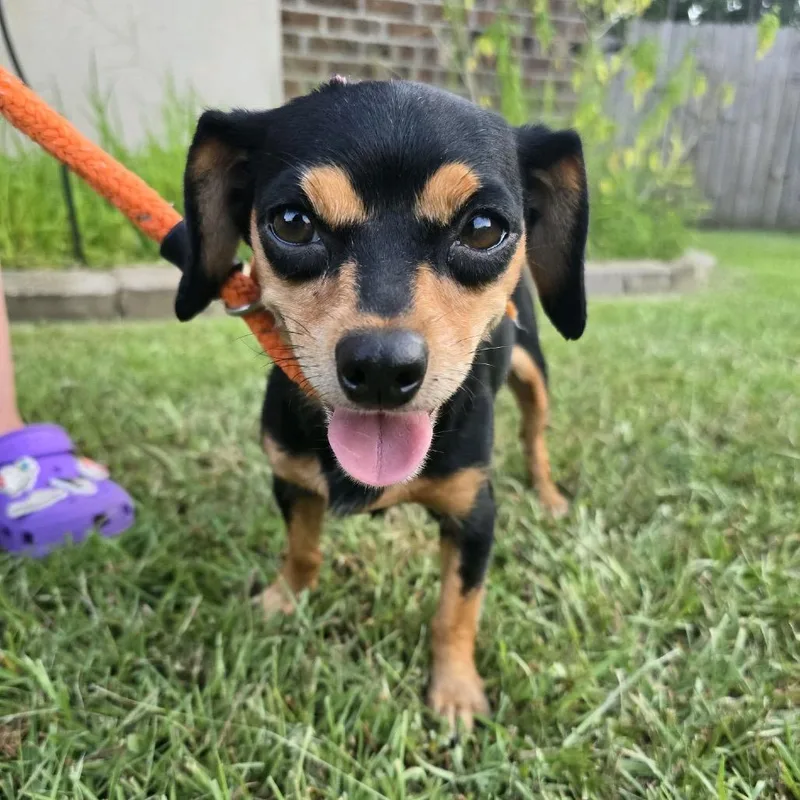 An adult small-sized female Black Chihuahua dog named Luli for adoption in Baton Rouge, LA