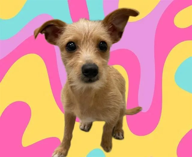 A young small-sized male Chihuahua dog named Curtis Encanto for adoption in Auburn, CA