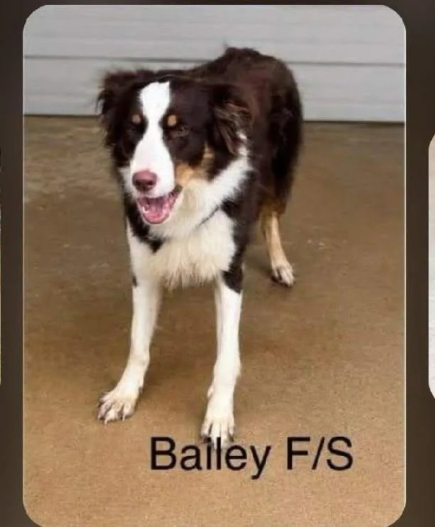 A young medium-sized female Brown / Chocolate Australian Shepherd dog named Bailey  arriving  for adoption in Chardon, OH