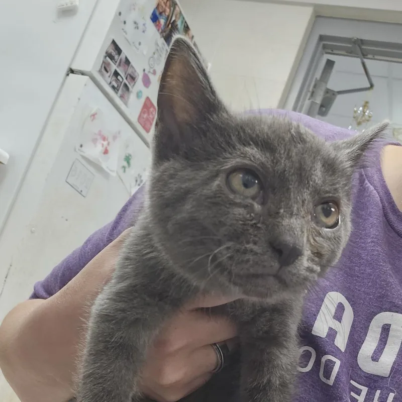A baby small-sized female Gray / Blue / Silver Domestic Short Hair cat named Caramel Corn for adoption in Evansville, IN